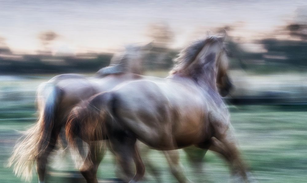 born free to follow your heart art print by Charlaine Gerber for $57.95 CAD