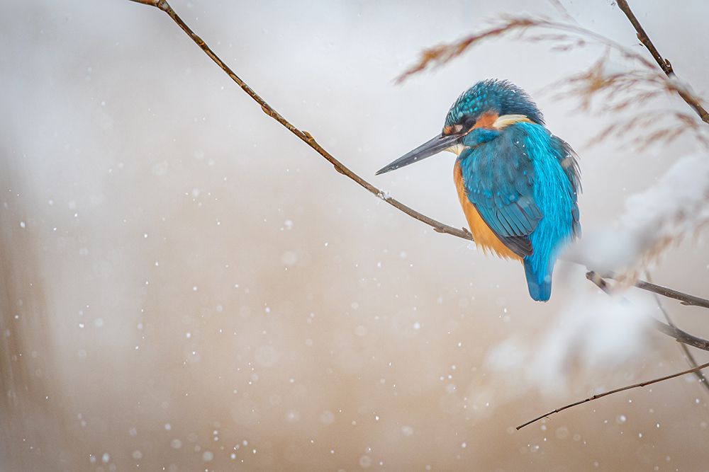 Common kingfisher art print by Yordan Vasilev for $57.95 CAD