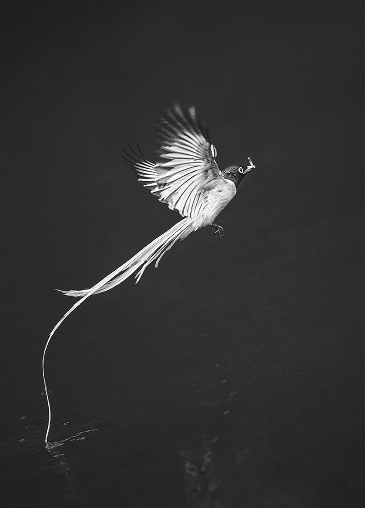 Terpsiphone Paradis art print by Mei Hu for $57.95 CAD