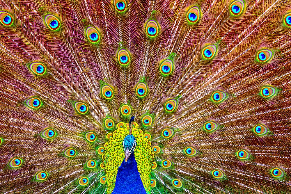 Peacock art print by Michael for $57.95 CAD