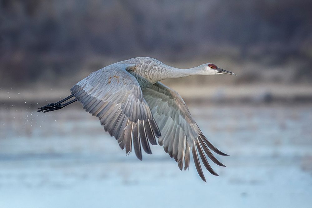 A Sandy Hill Crane In Flight art print by Sanbao Zheng for $57.95 CAD