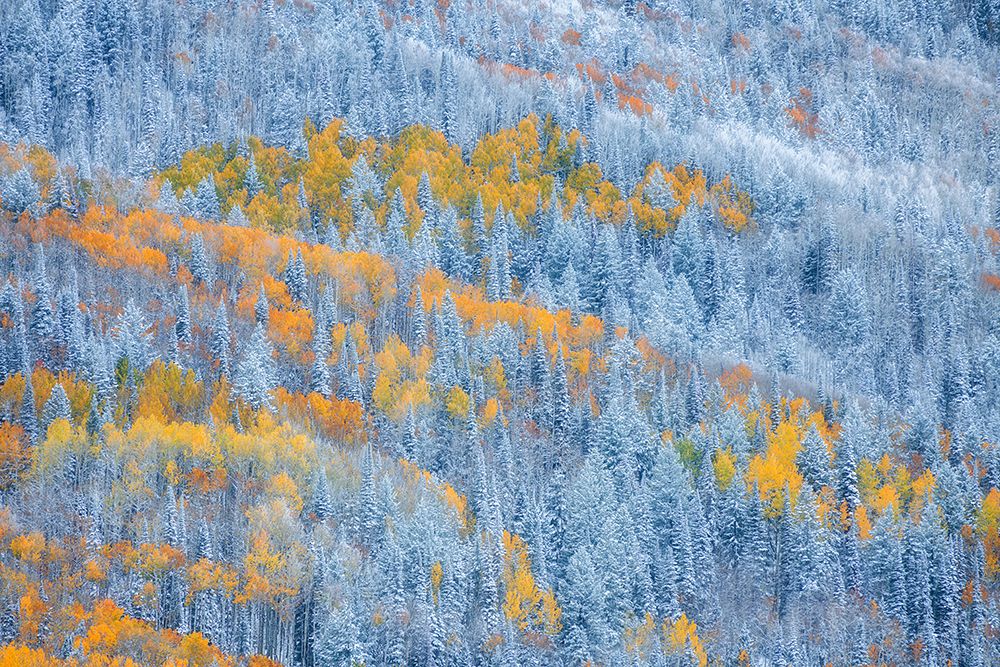 Transition of Seasons art print by Mei Xu for $57.95 CAD
