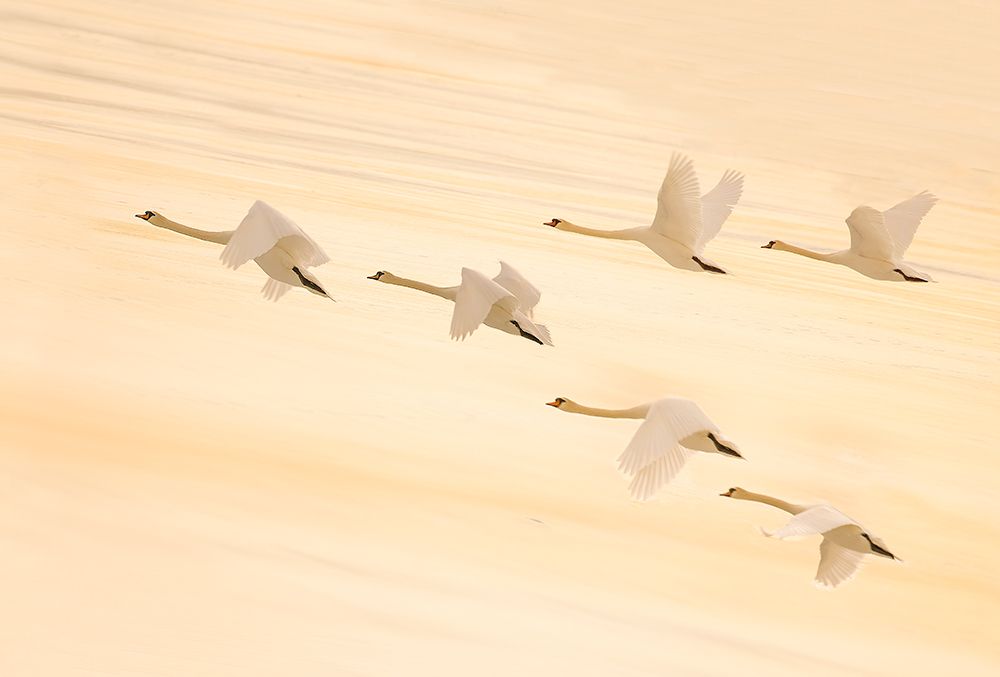 Group Dancing art print by Feng Qin for $57.95 CAD