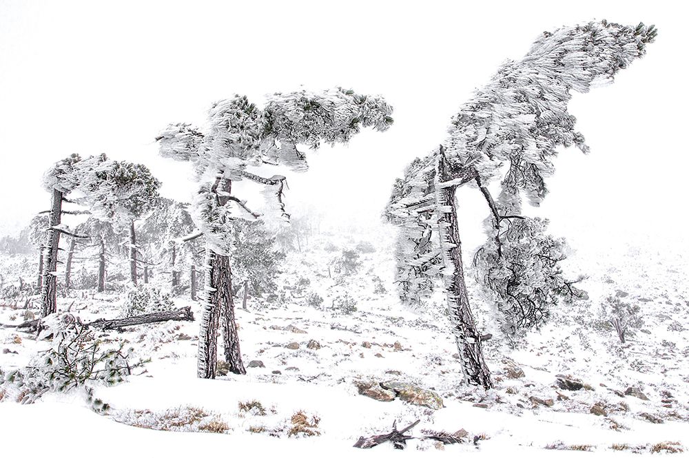 Ice art print by Alessandro Traverso for $57.95 CAD