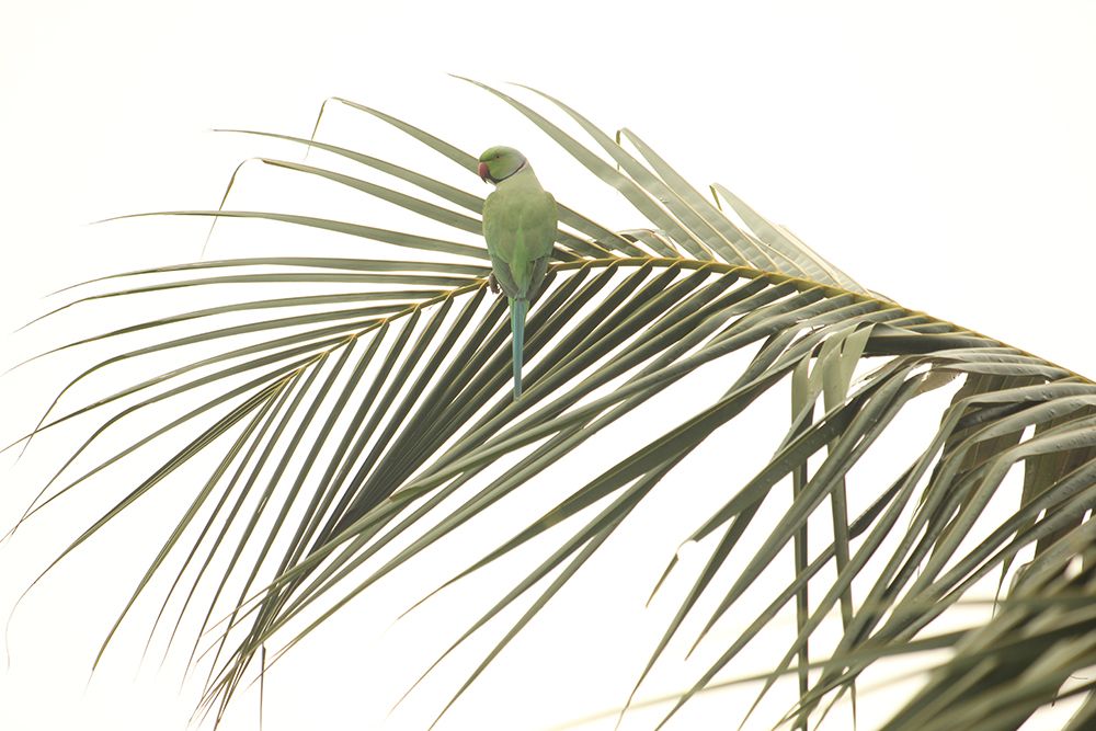 Perched art print by N Govindarajan for $57.95 CAD