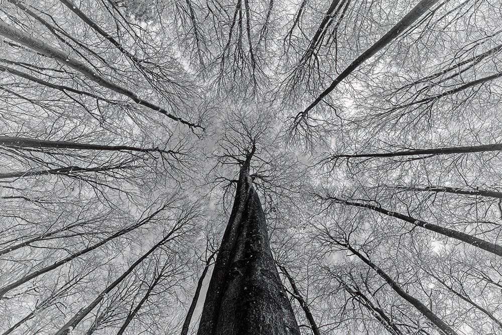 Winter views art print by Tom Pavlasek for $57.95 CAD