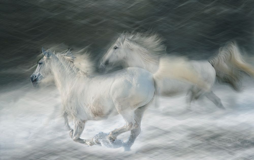 Gallop In A Duel art print by Milan Malovrh for $57.95 CAD