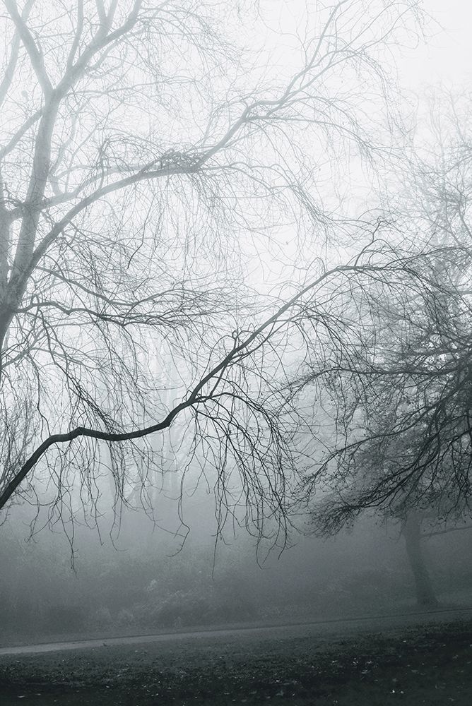 Foggy Winter Morning 2 art print by Elizabeth Allen for $57.95 CAD