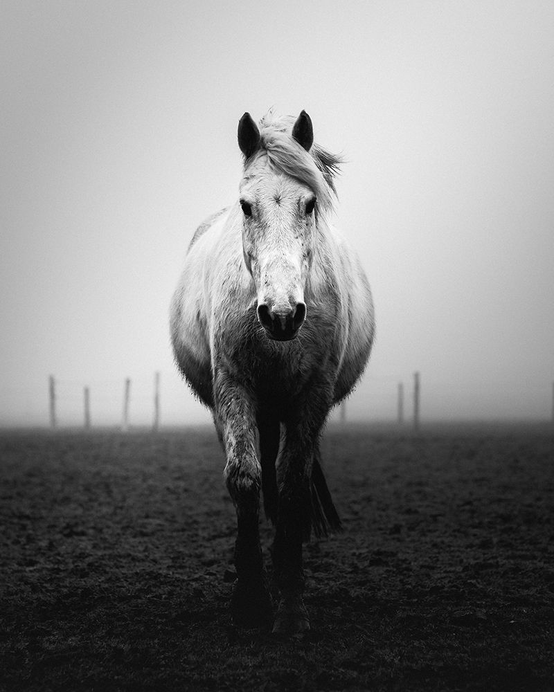 Confidence art print by Christophe Staelens for $57.95 CAD