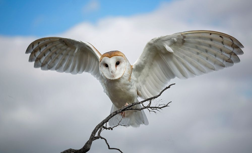 Snowy Owl art print by Barbara A. Fletcher for $57.95 CAD