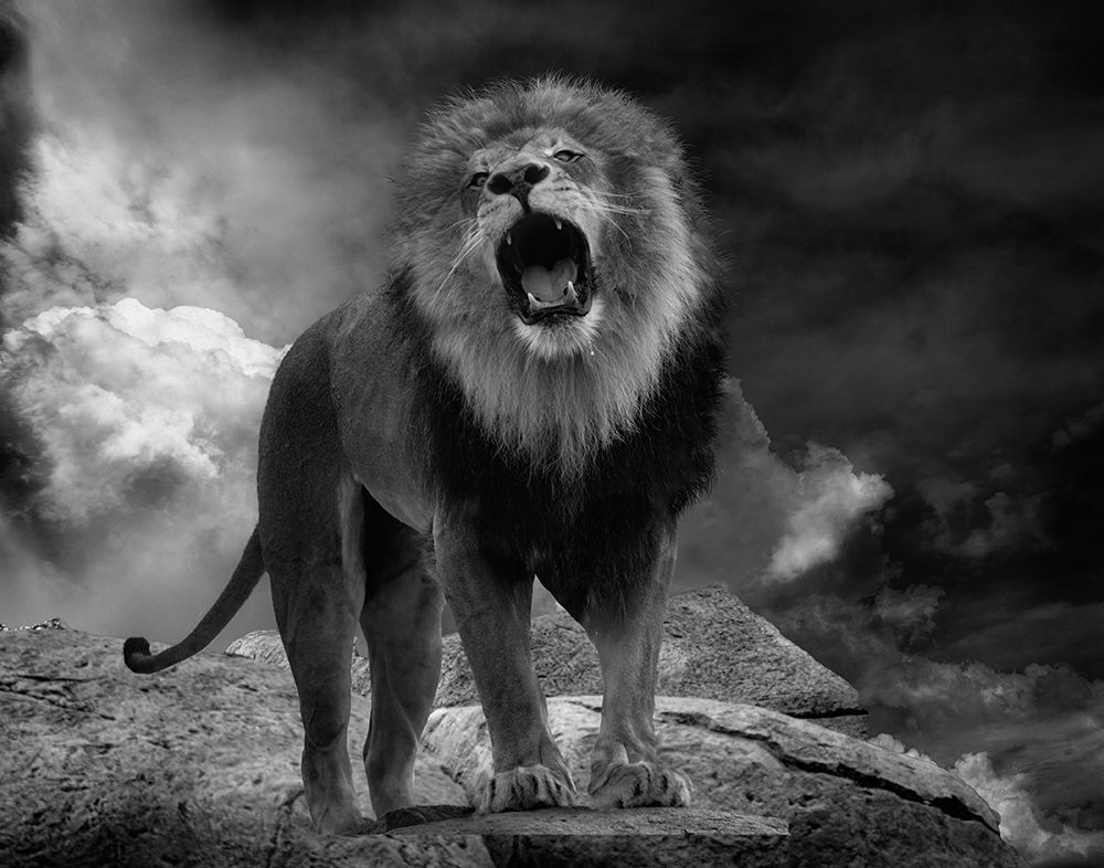 Lions Roar art print by Krystina Wisniowska for $57.95 CAD