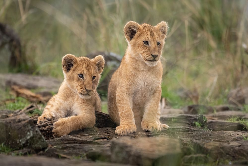 Little Lion Cubs art print by Daniel Katz for $57.95 CAD