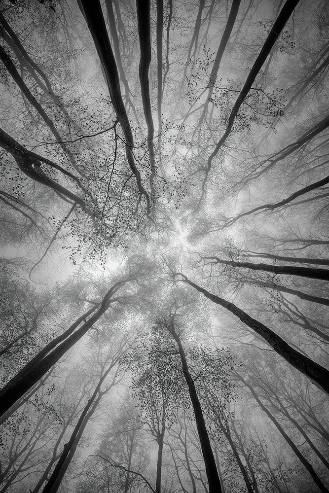 Treetops art print by Tom Pavlasek for $57.95 CAD