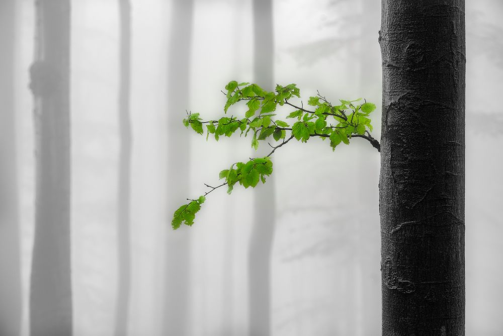 Green leaves art print by Tom Pavlasek for $57.95 CAD