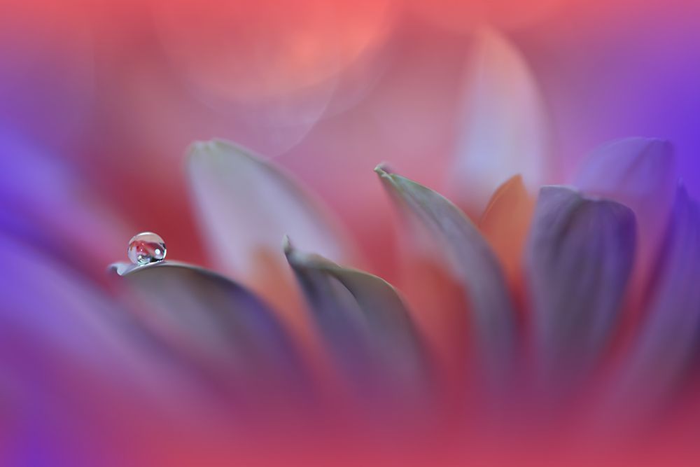 Blossoming Heart.. art print by Juliana Nan for $57.95 CAD