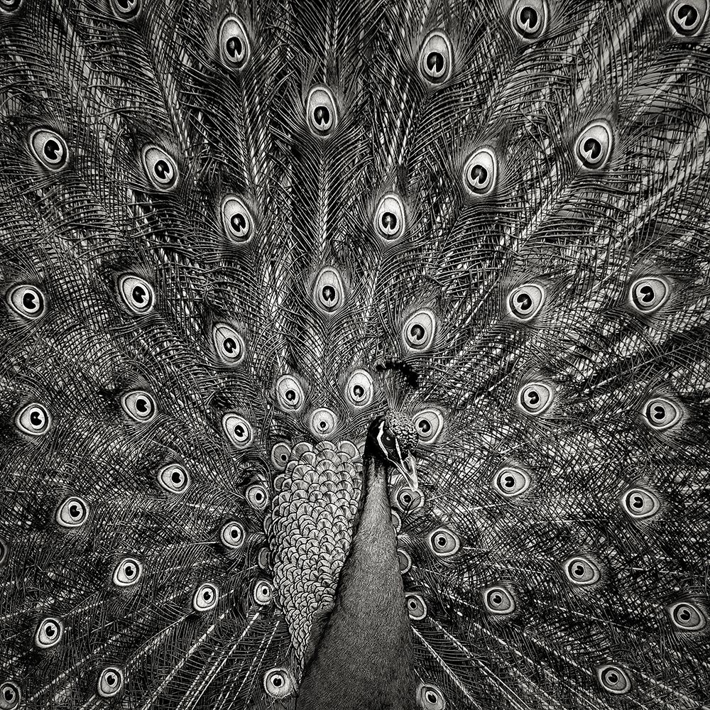Peacock #6 art print by Christian Meermann for $57.95 CAD