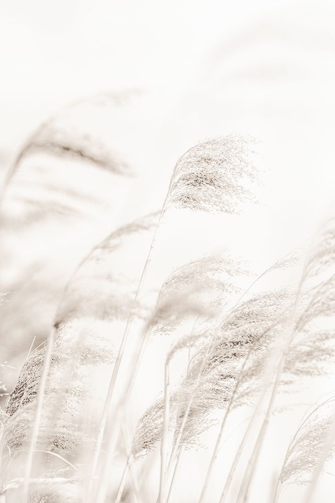 REED art print by 1x Studio III for $57.95 CAD