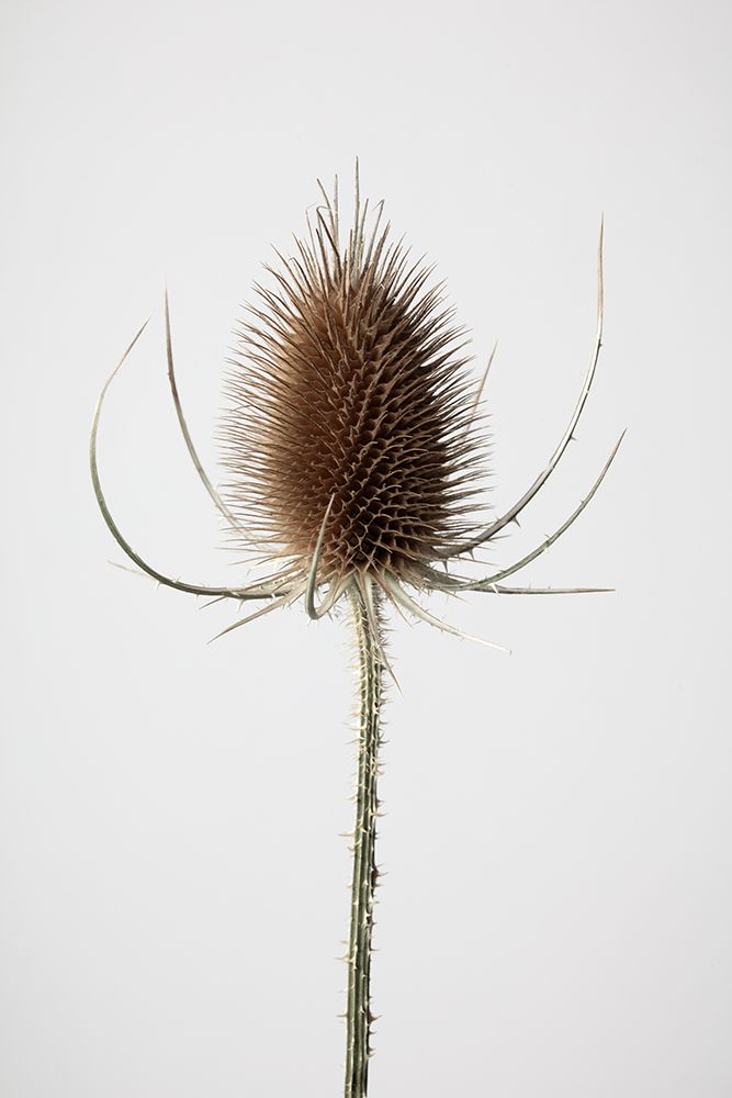 Dried_004 art print by 1x Studio III for $57.95 CAD