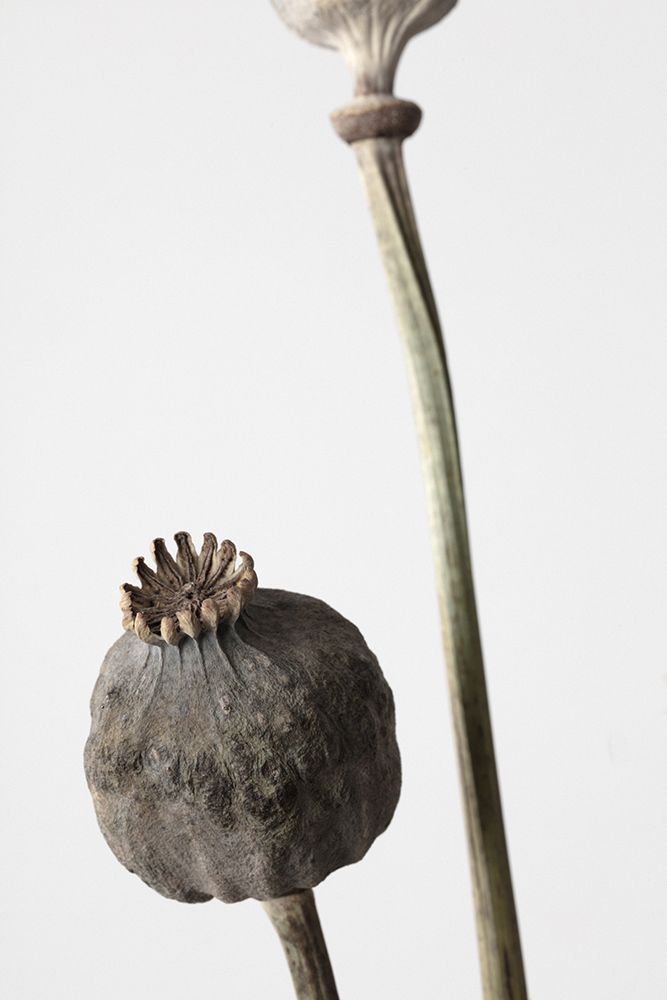 Dried_005 art print by 1x Studio III for $57.95 CAD