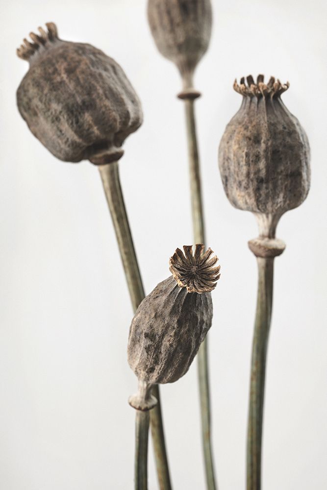 Dried_006 art print by 1x Studio III for $57.95 CAD