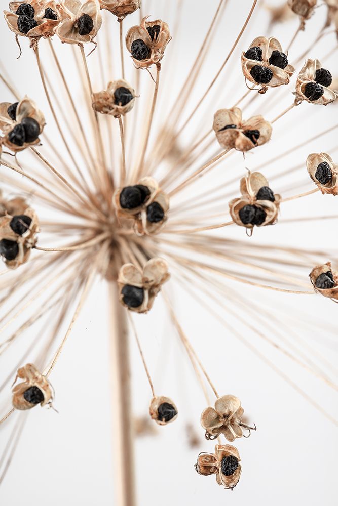 Dried_007 art print by 1x Studio III for $57.95 CAD