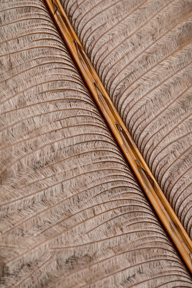 Feather_007 art print by 1x Studio III for $57.95 CAD
