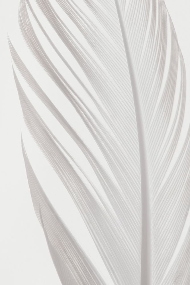 Feather_006 art print by 1x Studio III for $57.95 CAD