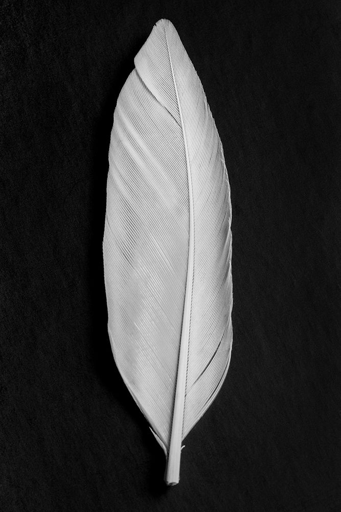 Feather_008 art print by 1x Studio III for $57.95 CAD