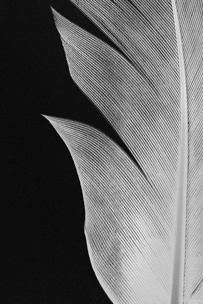 Feather_005 art print by 1x Studio III for $57.95 CAD