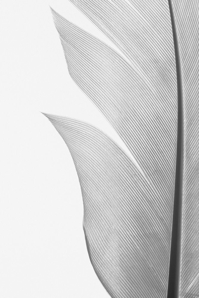 Feather_004 art print by 1x Studio III for $57.95 CAD
