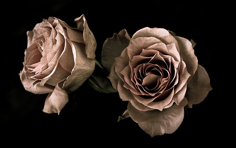 Roses art print by Angel Julie for $57.95 CAD