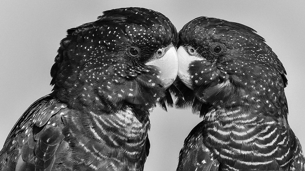 Time to Smootch art print by Susan Moss for $57.95 CAD