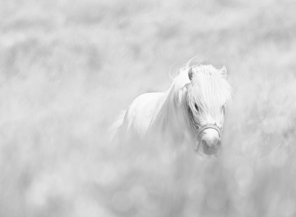 White Horse art print by Oles Paritskiy for $57.95 CAD