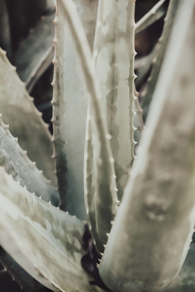 Aloe_001 art print by 1x Studio III for $57.95 CAD