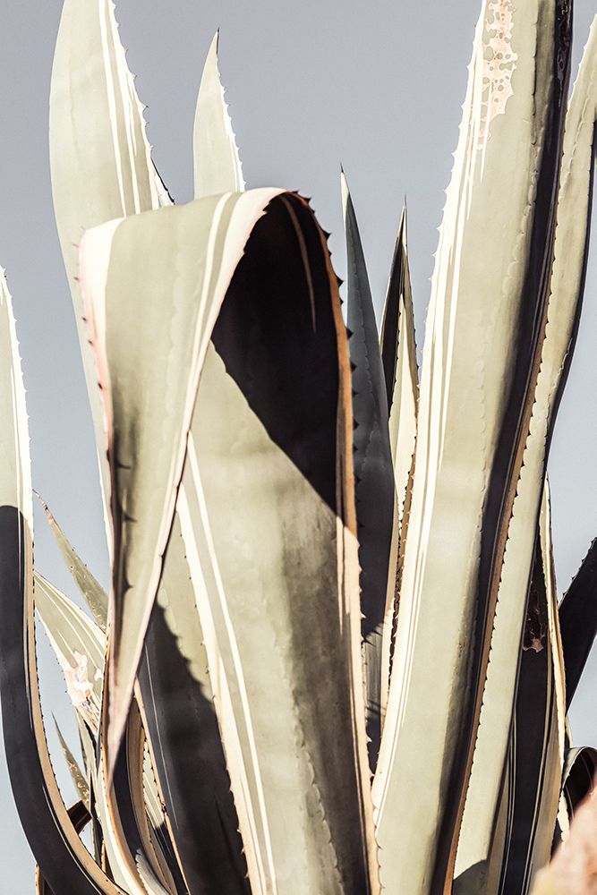 Agave_001 art print by 1x Studio III for $57.95 CAD