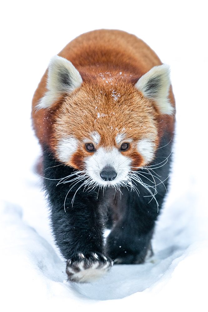 Red Panda art print by Dan Larsson for $57.95 CAD