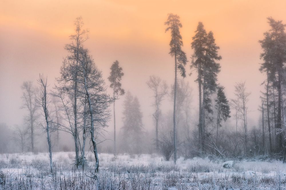 Frosty Morning art print by Sergey Pesterev for $57.95 CAD