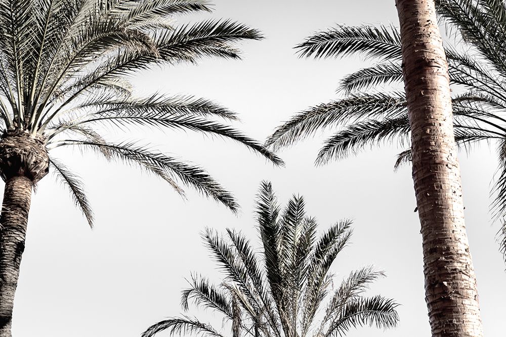 Palm_007 art print by 1x Studio III for $57.95 CAD