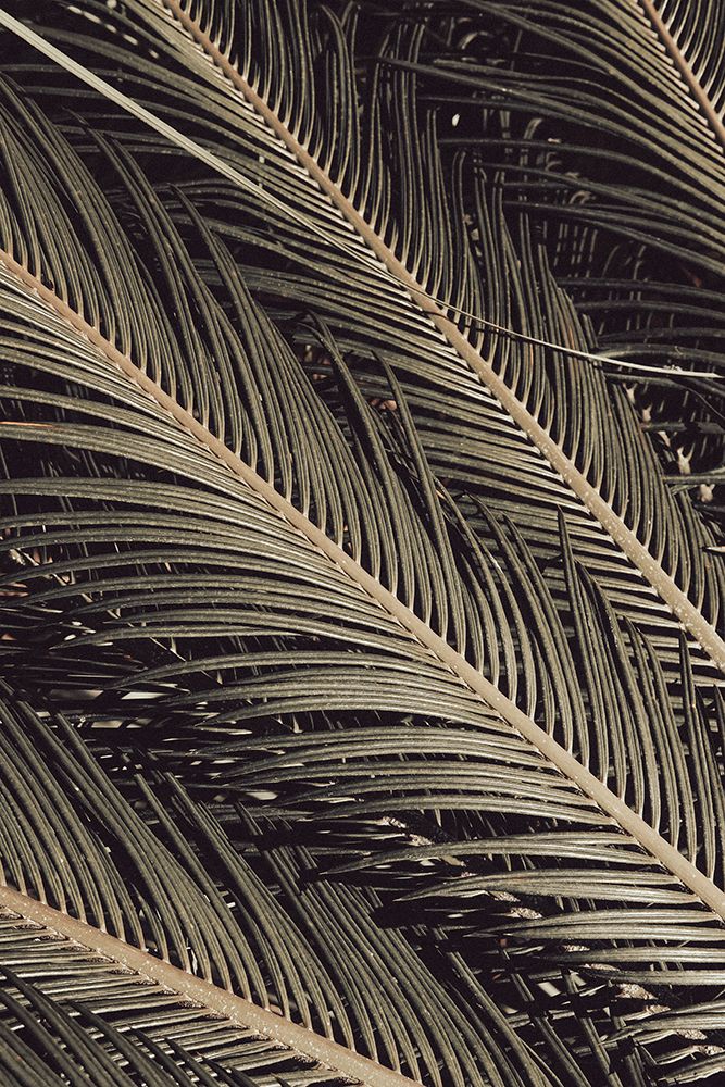 Palmblad_002 art print by 1x Studio III for $57.95 CAD
