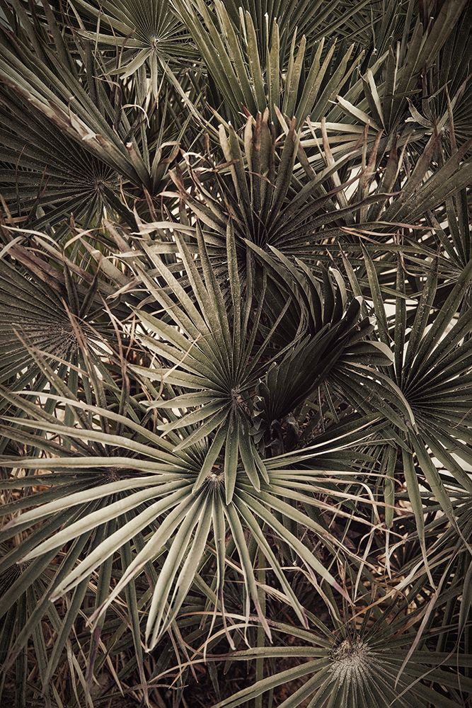 Palmblad_003 art print by 1x Studio III for $57.95 CAD