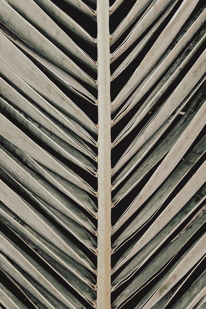 Palmblad_005 art print by 1x Studio III for $57.95 CAD