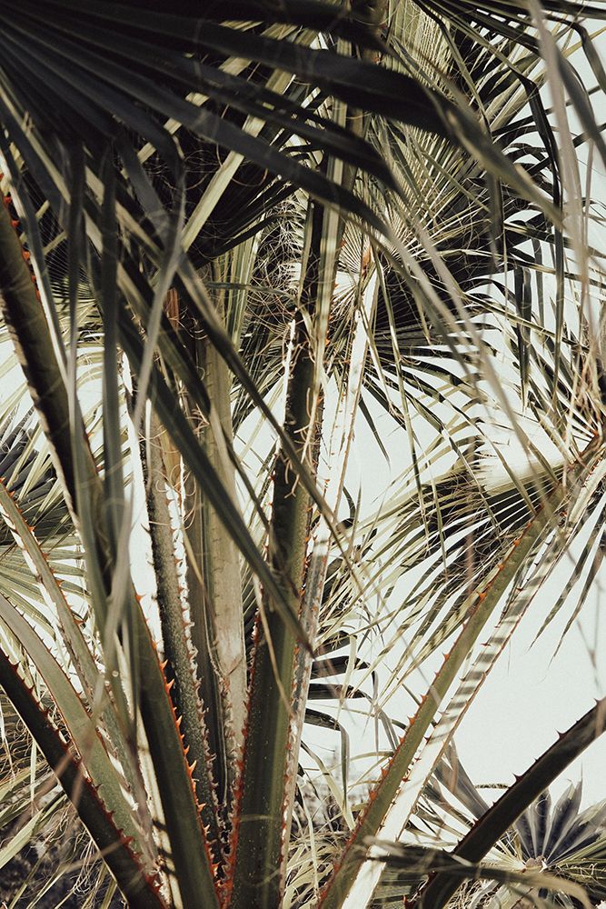 Palmblad_006 art print by 1x Studio III for $57.95 CAD