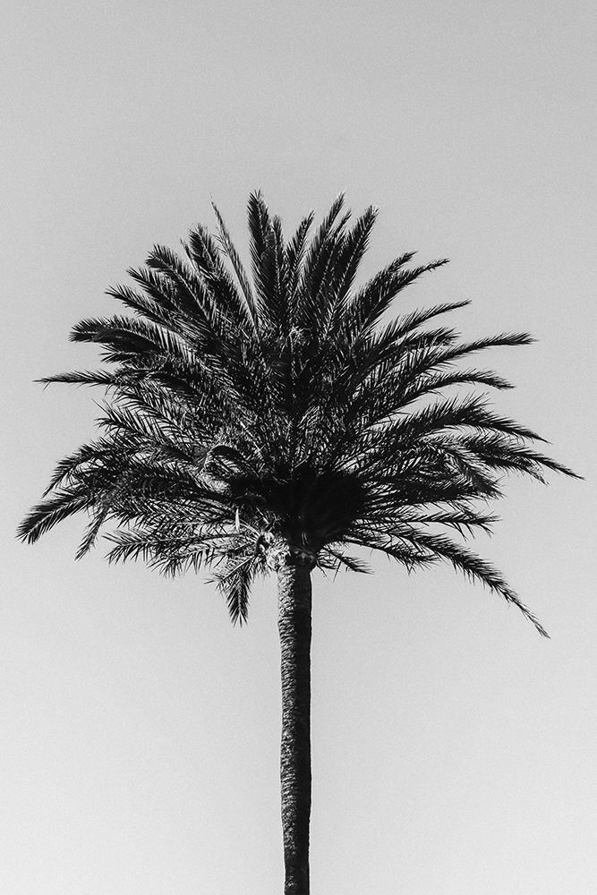 Palm_003 art print by 1x Studio III for $57.95 CAD