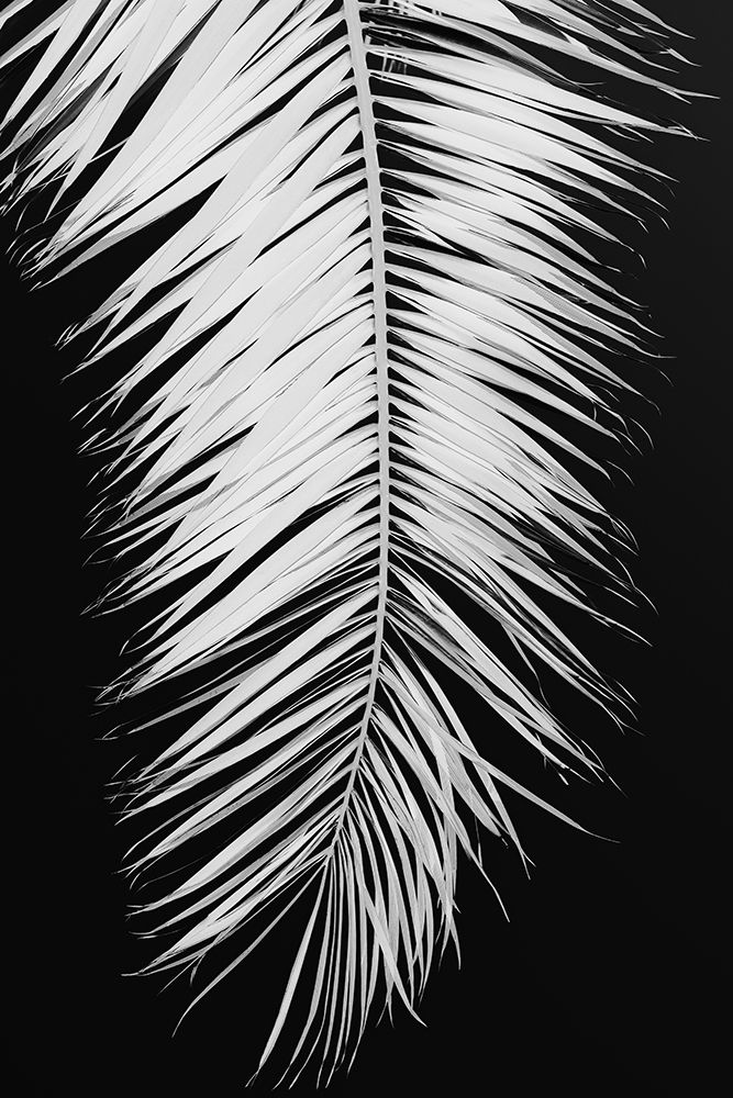 Palmblad_004 art print by 1x Studio III for $57.95 CAD
