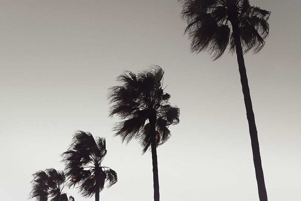 Palm_004 art print by 1x Studio III for $57.95 CAD