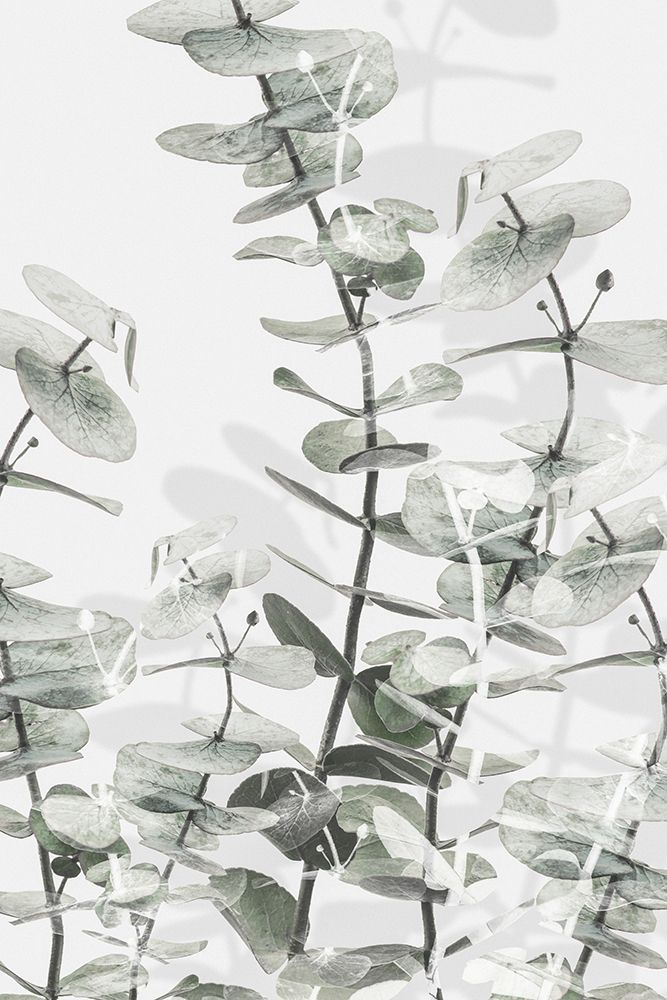 Eucalyptus_001 art print by 1x Studio III for $57.95 CAD