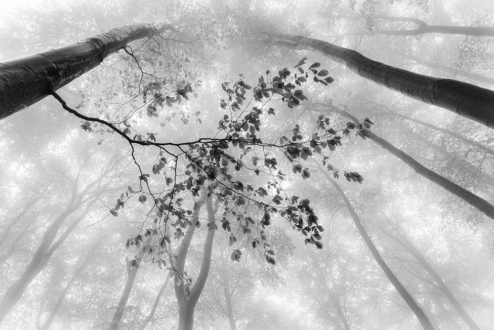 The branch art print by Tom Pavlasek for $57.95 CAD