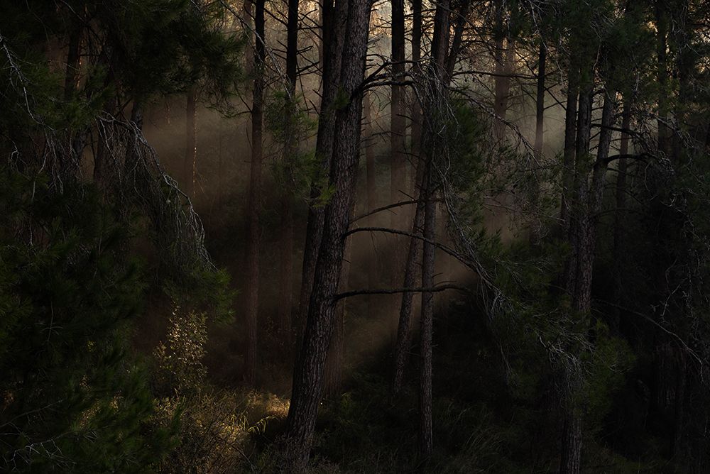 The Magic wood art print by Dov Amar for $57.95 CAD