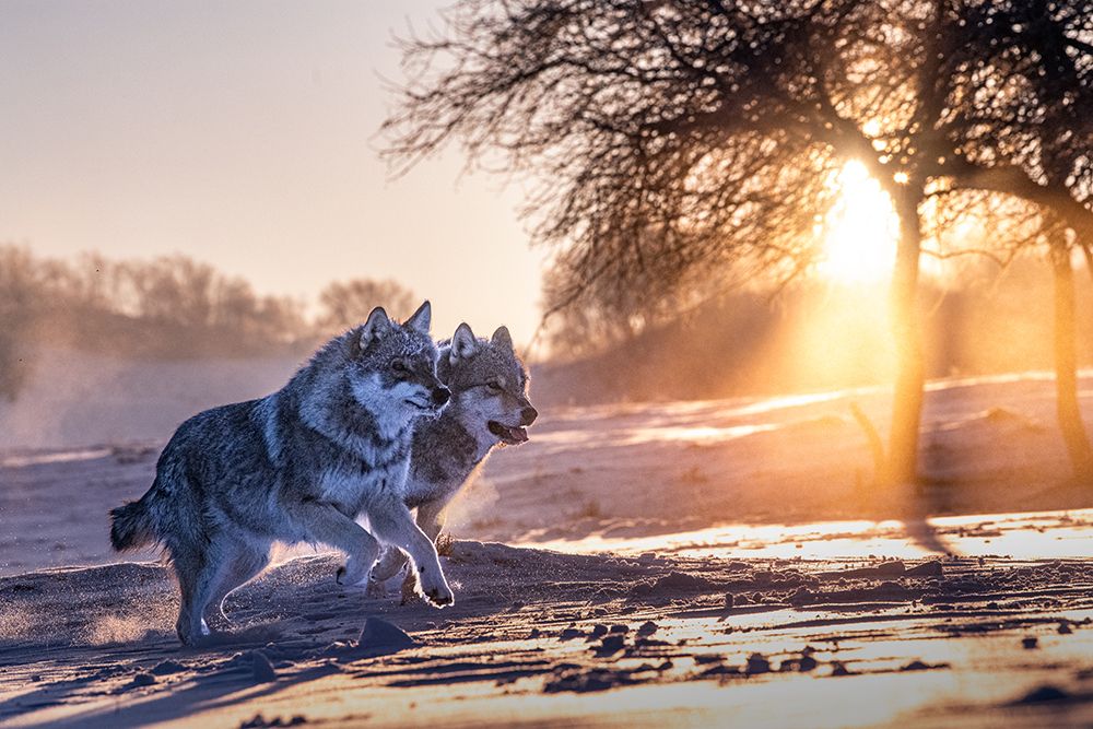 Two northern wolves art print by Grace Qian Guo for $57.95 CAD