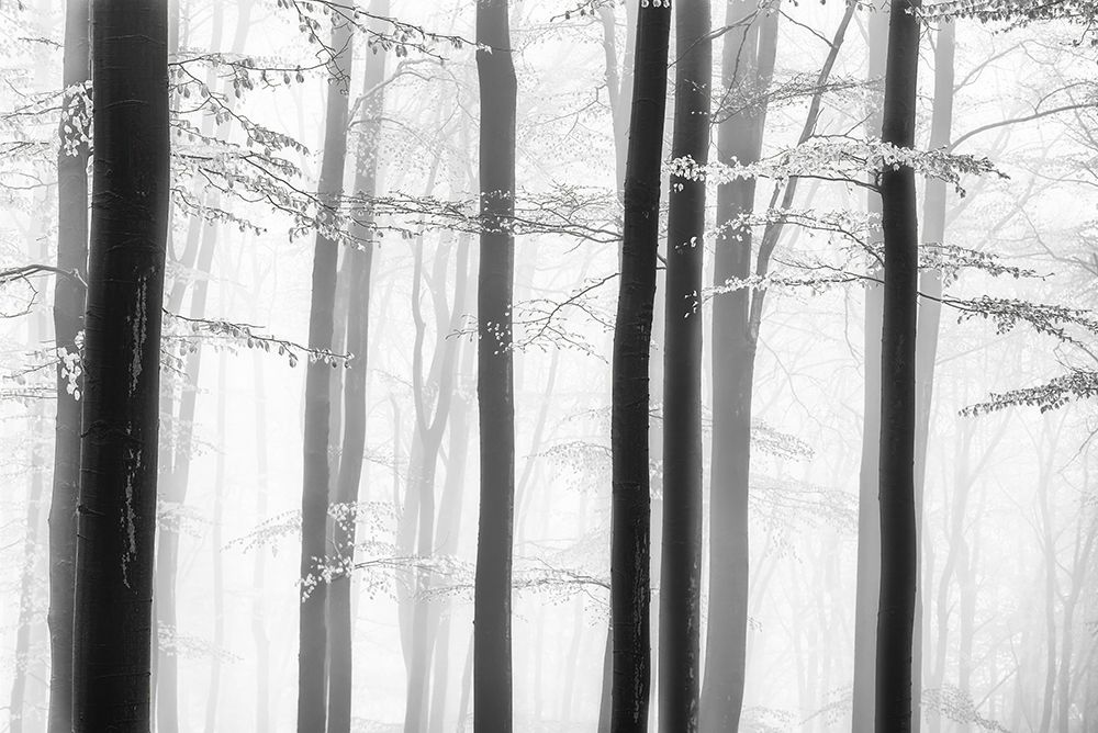 Spring Trees art print by Tom Pavlasek for $57.95 CAD